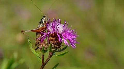 Grasshopper on the thistle Stock Footage 40665386