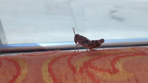 Grasshopper tracking shot Stock Footage 83189670