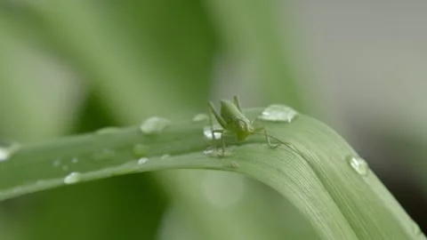 Grasshopper tracks down prey - a midge and attacks it, but the insect flies away Stock Footage 132505795