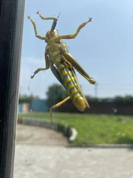 Grasshopper on transparent surface Stock Photos