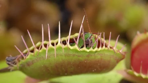 Grasshopper trapped in closed Venus Flytrap, N. Carolina USA Video stock 76919535