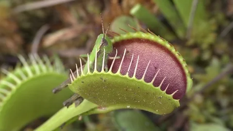 Grasshopper trapped in Venus Flytrap (Dionaea muscipula) Stock Footage 71476970