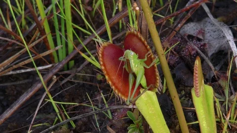 Grasshopper trapped in Venus Flytrap (Dionaea muscipula), North Carolina USA Stock Footage 76837107
