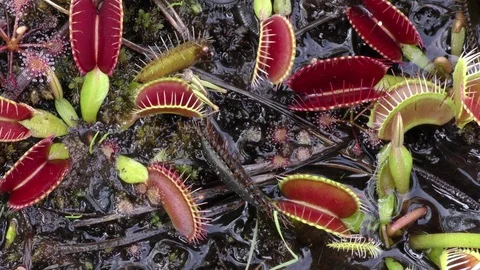 Grasshopper trapped by Venus Flytrap (Dionaea muscipula), SE USA Video stock 76970369