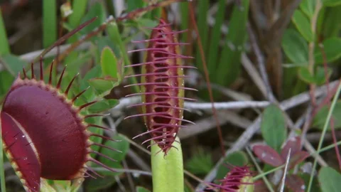 Grasshopper trapped by Venus Flytrap (Dionaea muscipula), SE USA Stock Footage 76970499