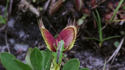 Grasshopper trapped by Venus Flytrap (Dionaea muscipula), N. Carolina USA Stock Footage 77212172