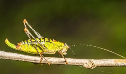 Grasshopper on tree branches Stock Photos