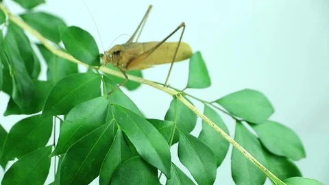 Grasshopper on tree Stock Footage 87580531