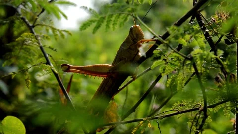 Grasshopper on the tree Video stock 230210985