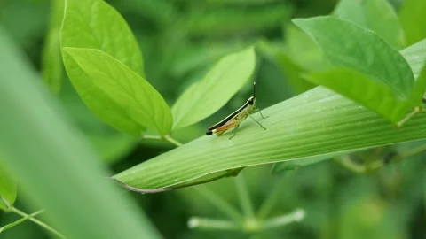 Grasshopper on tree leaf with natural green background Stock Footage 159929397