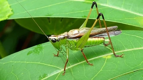 Grasshopper in tropical rain forest. Stock-Footage 76700565