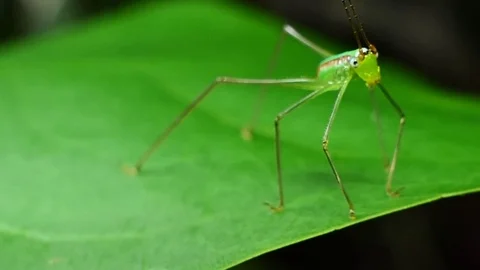 Grasshopper in tropical rain forest. Stock-Footage 76849512