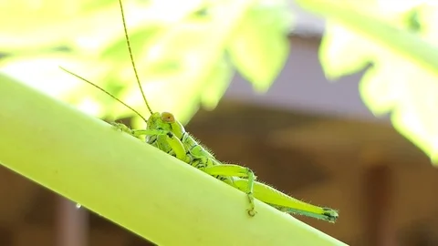 Grasshopper in tropical rain forest. Video stock 93580793