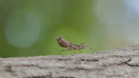 Grasshopper in tropical rain forest. Video stock 105437978