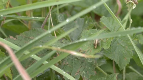Grasshopper Turning Around on a Leaf in 4K Slow Motion Stock Footage 341574965