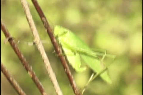 Grasshopper on Twig Stock Footage 297639