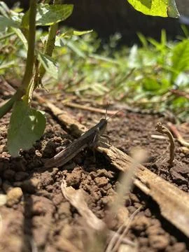 Grasshopper in the Undergrowth Stock Photos