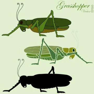 Grasshopper vector Stock Illustration
