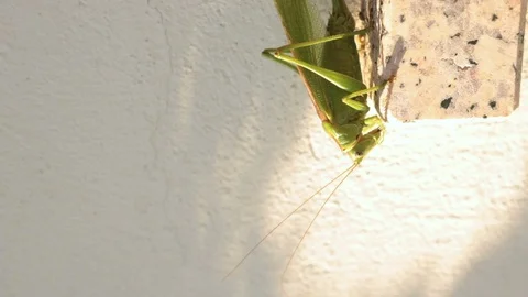 Grasshopper vertical shot Stock Footage 94279033