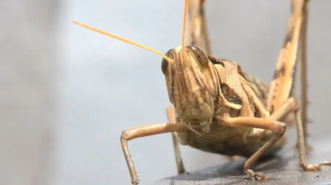 Grasshopper walking. Stock Footage 23914042