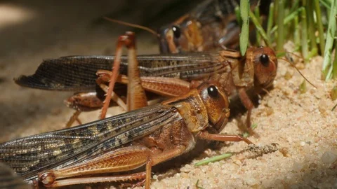 Grasshopper walking forward onto grass 4K Stock Footage 91754101