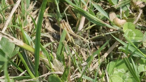 Grasshopper walking on grass Video stock 113863240