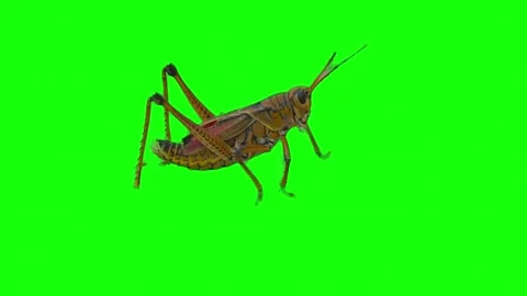 Grasshopper walking on green screen background Stock Footage 337442141