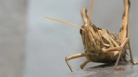 Grasshopper walking, macro closeup Stock Footage 12375051