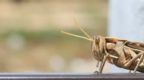 Grasshopper walking, macro closeup Stock Footage 12375121