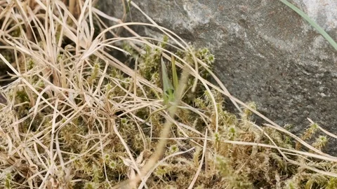 Grasshopper walking onto stone Video stock 113877120