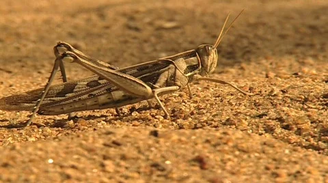 Grasshopper walks by Stock Footage 682383