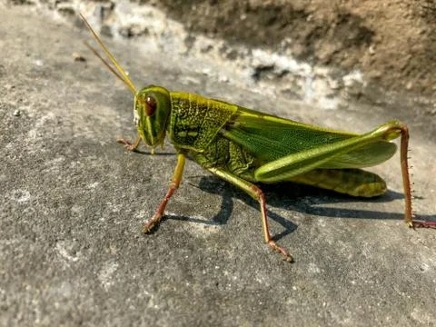 Grasshopper - wall of china Stock Photos
