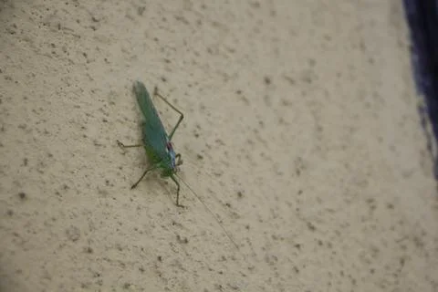 Grasshopper on wall Stock Photos