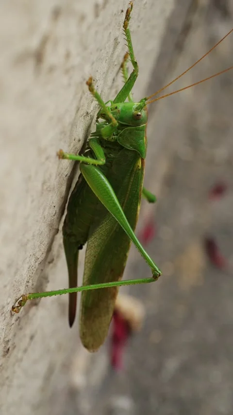Grasshopper on the wall. Vertical shot Stock Footage 161027200