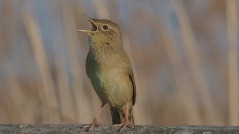 Grasshopper warbler, Locustella naevia Stock Footage 115636873