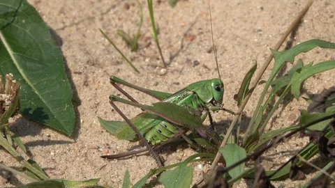 Grasshopper Wart-biter (Decticus verrucivorus) female sits on the sand Stock Footage 84789412