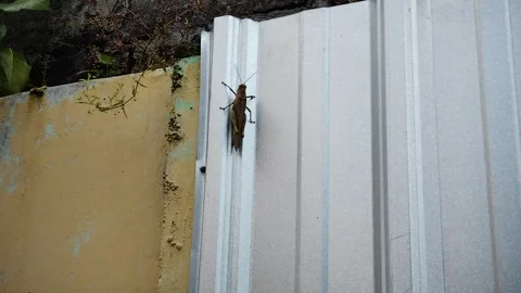A grasshopper was crawling up the wall covered with light steel tiles Stock Footage 274871083