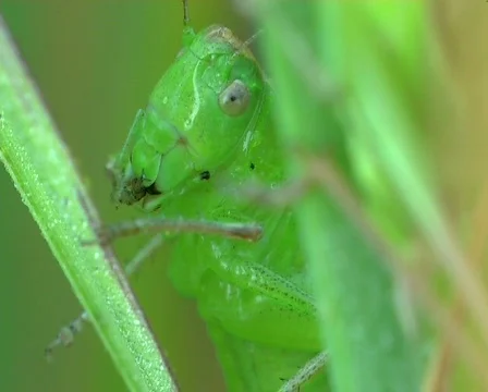 Grasshopper washes Video stock 671759