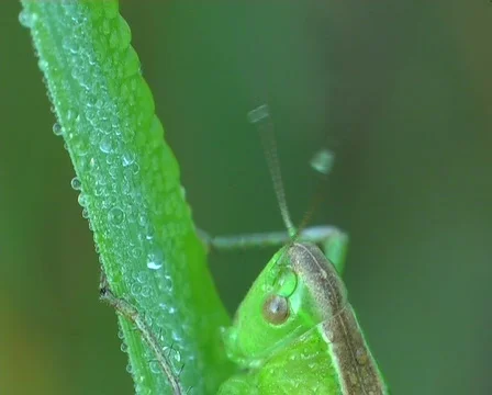Grasshopper washes Stock-Footage 671761