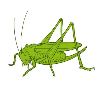 Grasshopper  of white background, graphic Stock Illustration