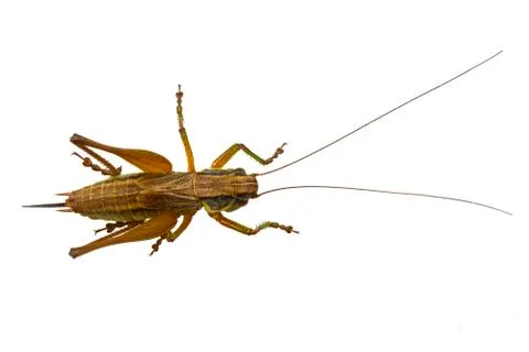 Grasshopper on a white background Foto stock