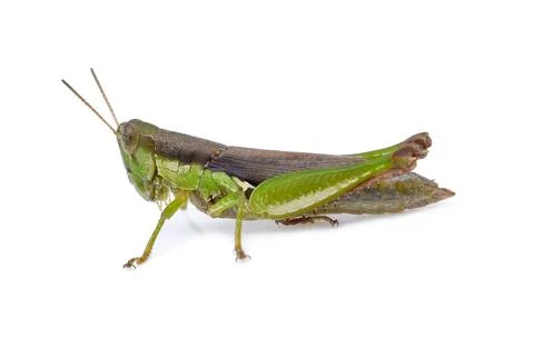 Grasshopper on white background Foto stock
