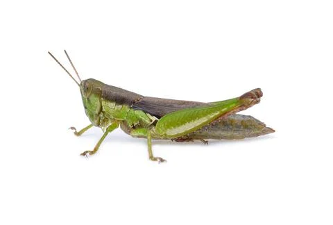 Grasshopper on white background Foto stock