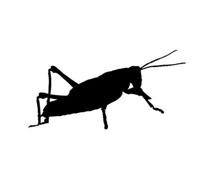 Grasshopper on white 스톡 일러스트