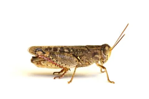 Grasshopper on the white Stock Photos
