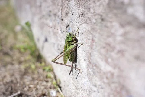 Grasshopper on a white wall with copy space Stock Photos