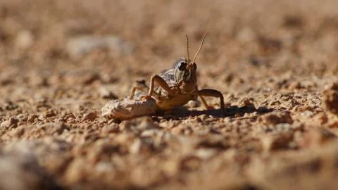 Grasshopper in the wild in summer 库存照片