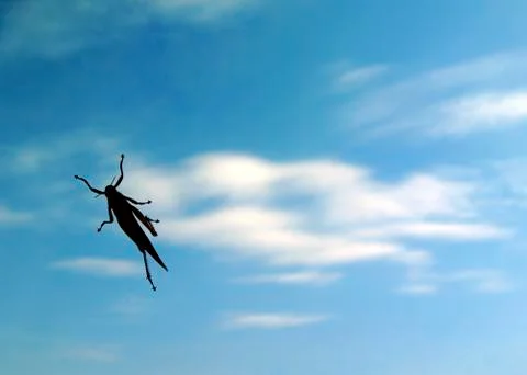Grasshopper on the window Foto stock