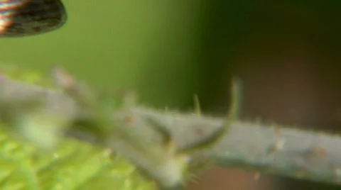 Grasshopper XCU Stock-Footage 720973
