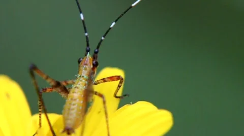 Grasshopper on yellow flower Stock Footage 878538